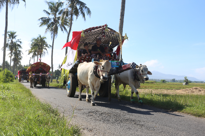 Puluhan pegon / cikar meriahkan Festival Watu Ulo Pegon (Foto : Azzqal Azqiya / Radar Jember)