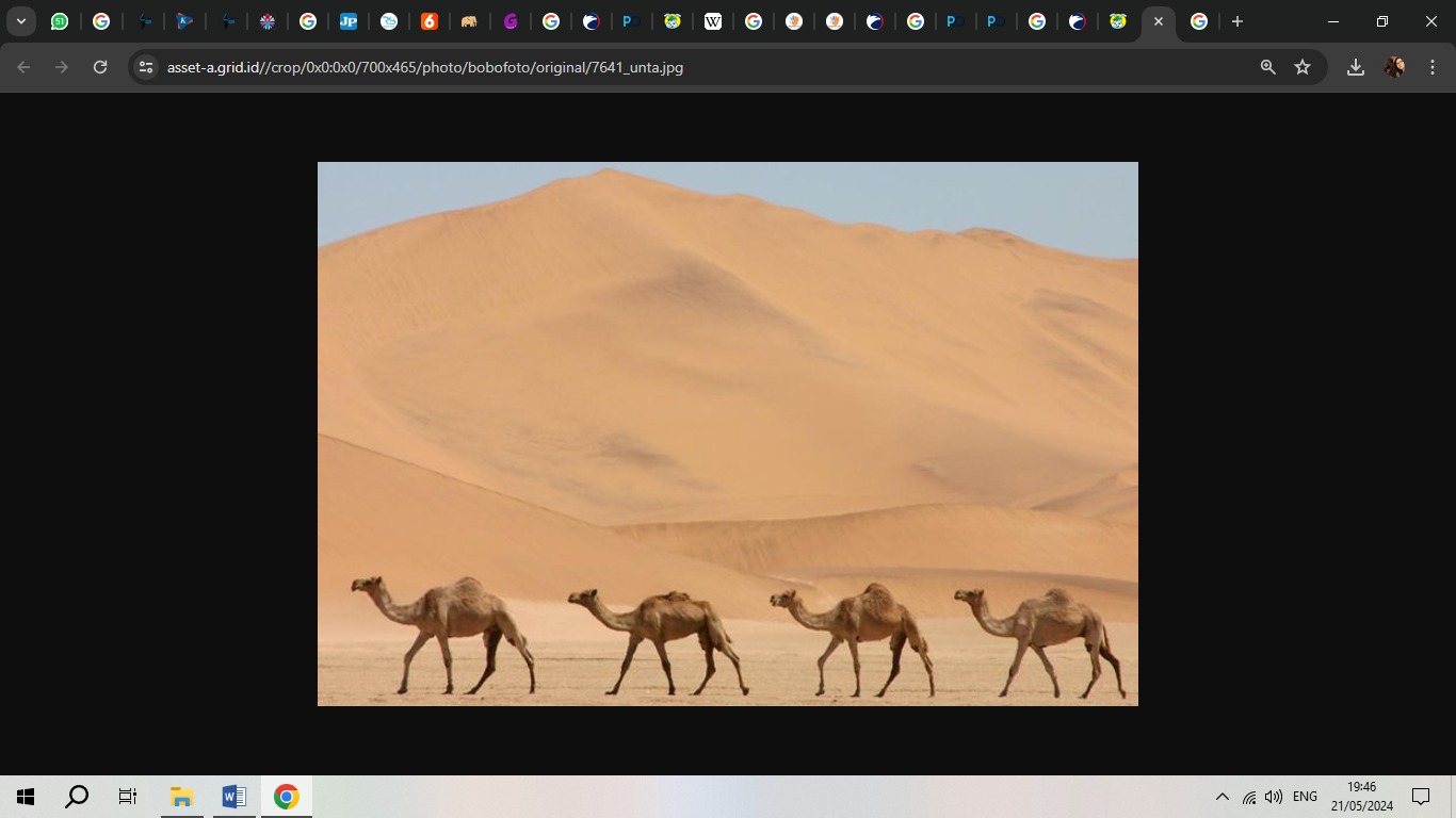 Unta, Foto: bsnscb.com