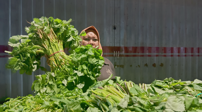 petani bayam