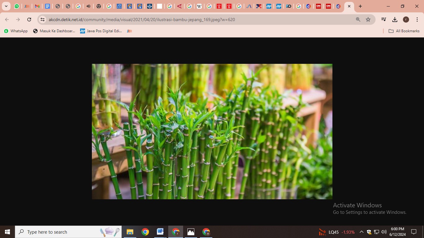 Bambu Keberuntungan