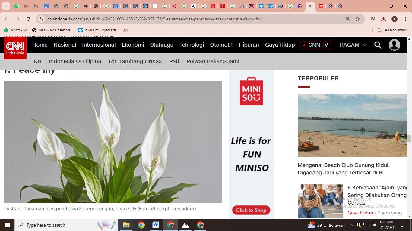 Tanaman Bunga Lily