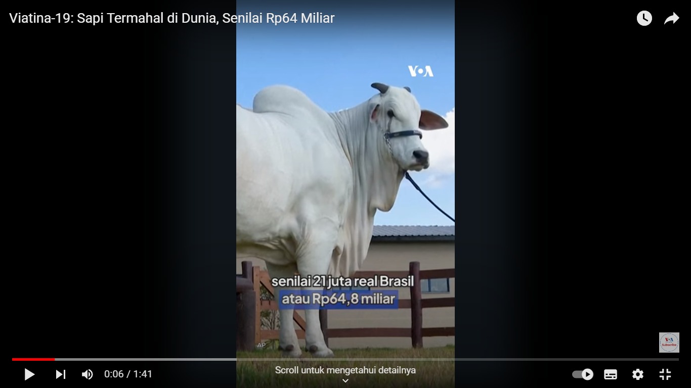 Foto Sapi Vatiana-19 yang jadi sapi termahal di dunia. (tangkapan layar video dari VOA)
