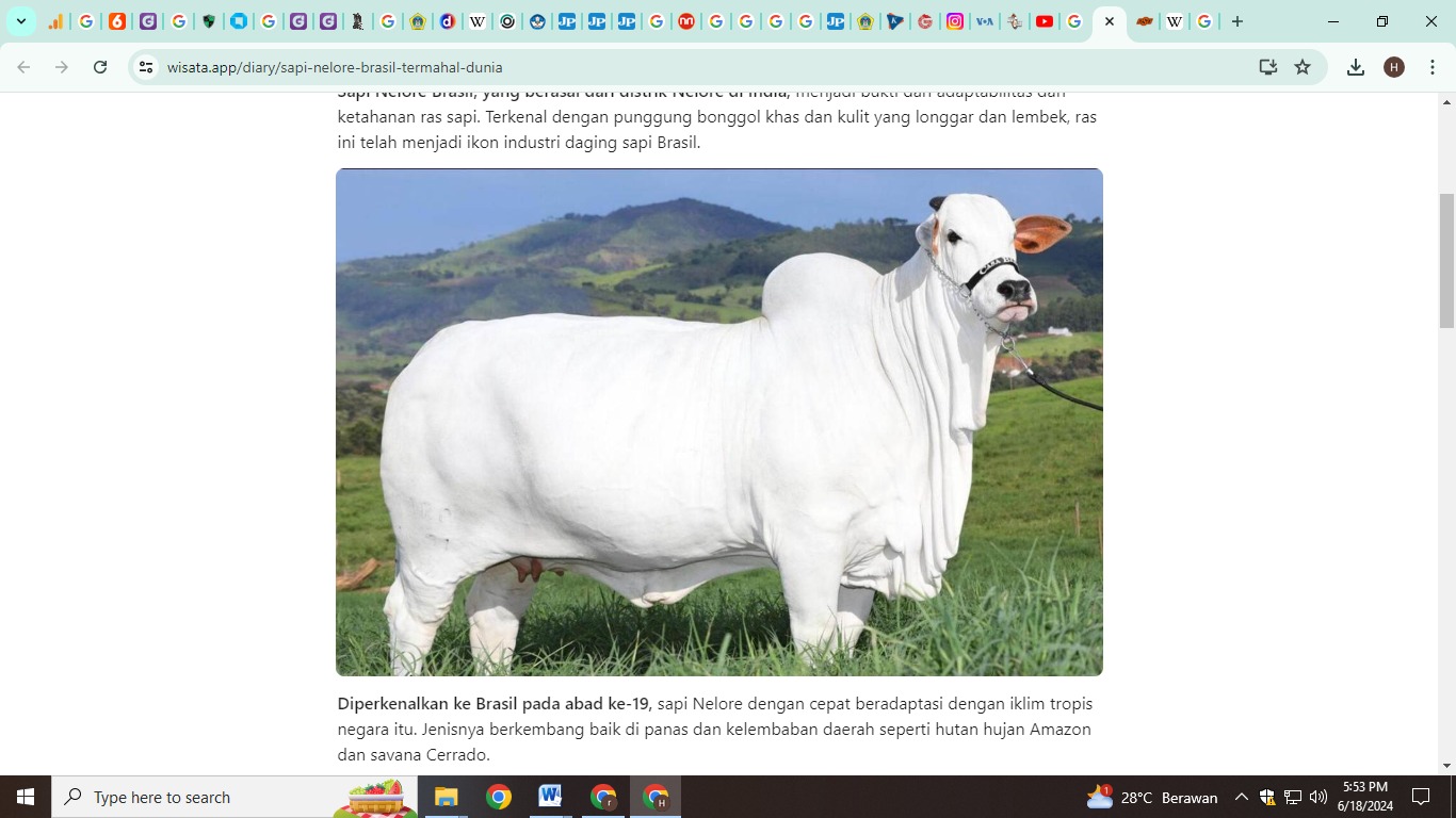 Sapi Nelore atau Nellore