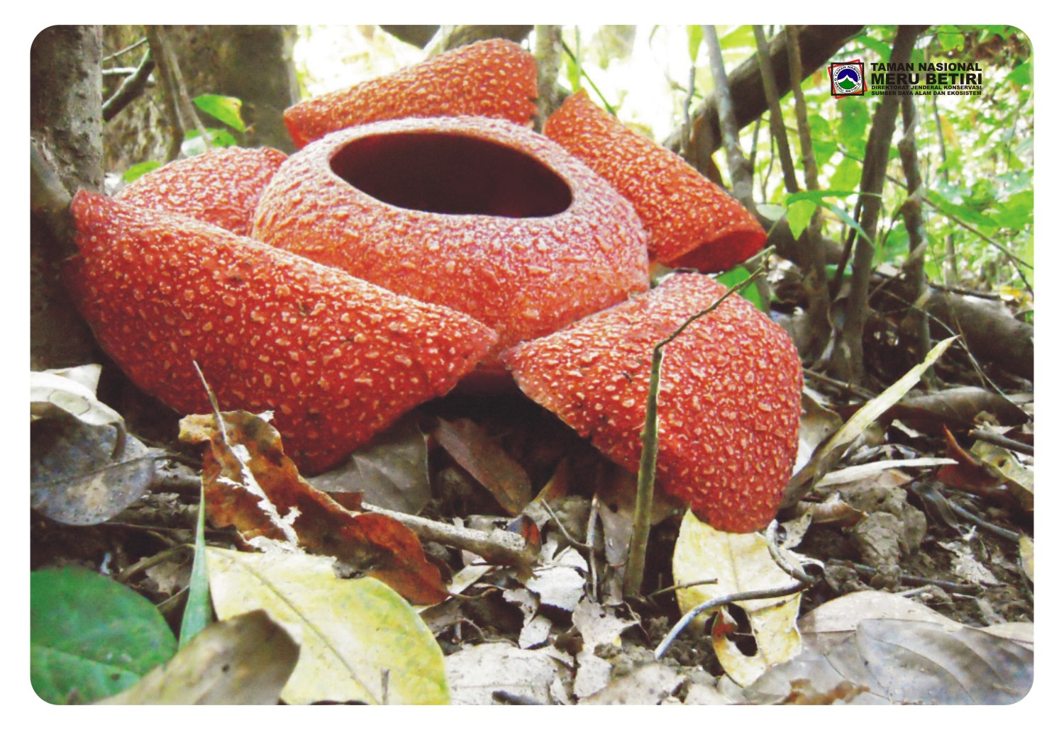 bunga bangkai menjadi flora yang ada di TNMB. (Foto: merubetiri.id/TNMB)