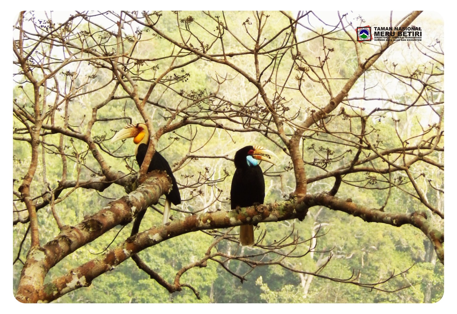 Burung rangkok yang bertengger di pohon kawasan Taman Nasional Meru Betiri. (Foto: TNMB)