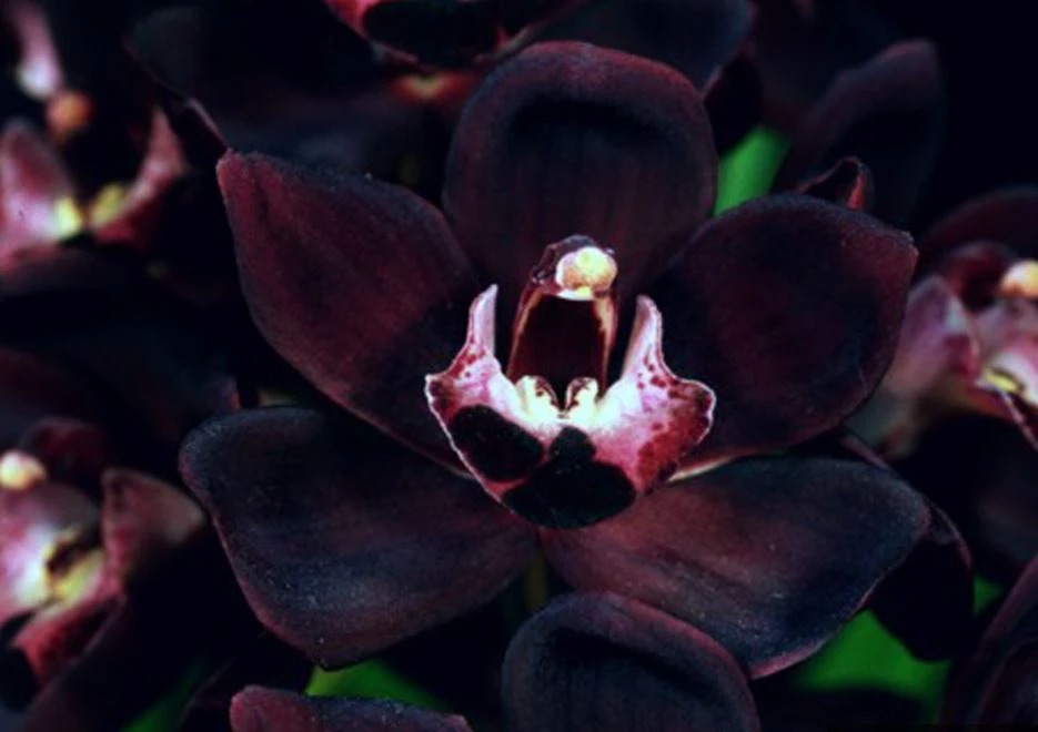 angrek hitam (foto: ugm.ac.id)