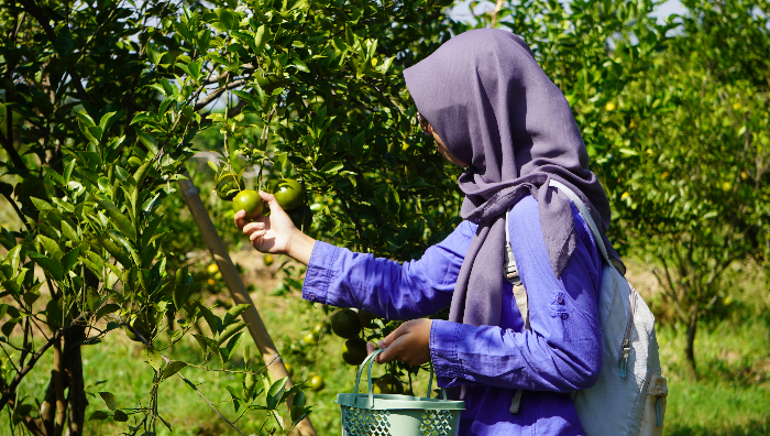 Seorang pengunjung memetik buah jeruk di Wisata Petik Jeruk Polije