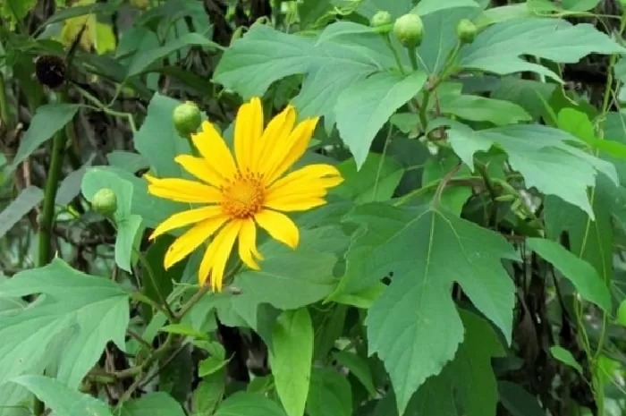 Daun Insulin (Foto: Radar Magelang)