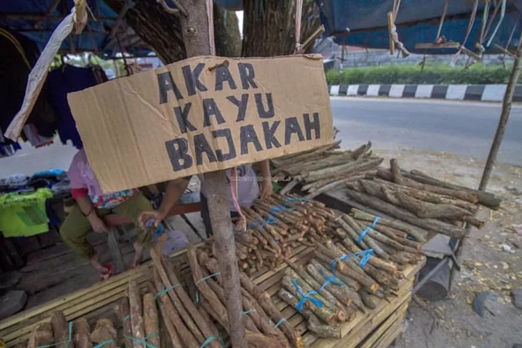 Akar Kayu Bajakah (Foto: Jawa Pos)