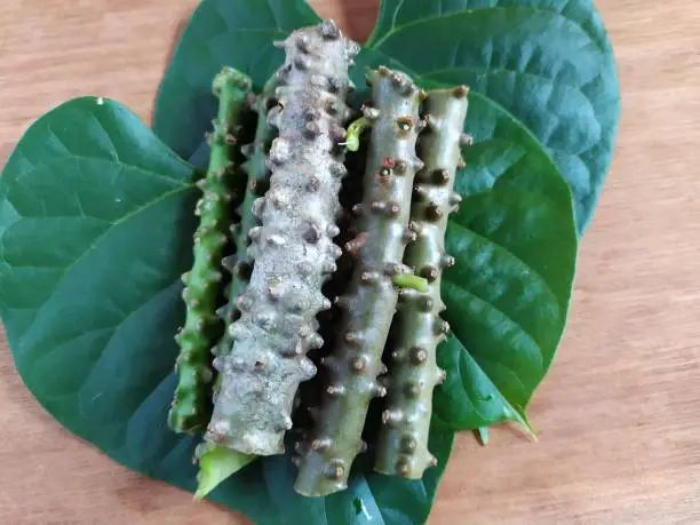 Brotowali (Foto: Pinterest)
