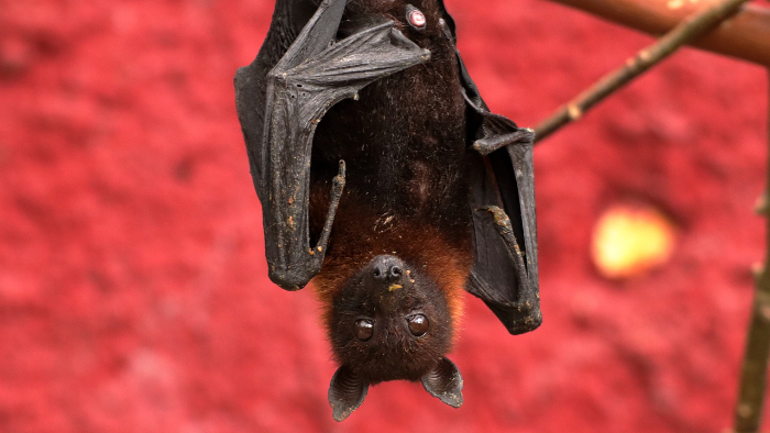 Kelelawar hitam (Foto: (Arawolf/Pixabay.com))