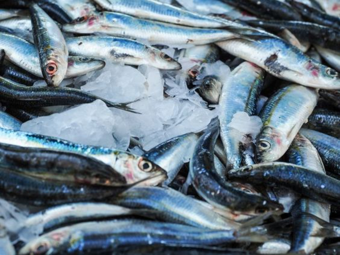 Ikan kembung. Foto: Pinterest