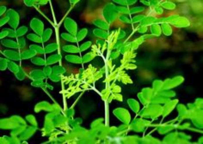 Daun kelor. Foto: Pinterest