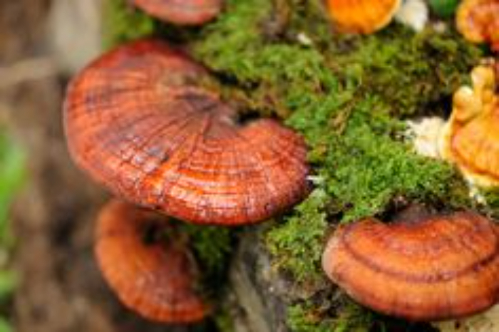 Jamur ganoderma. Foto: Pinterest