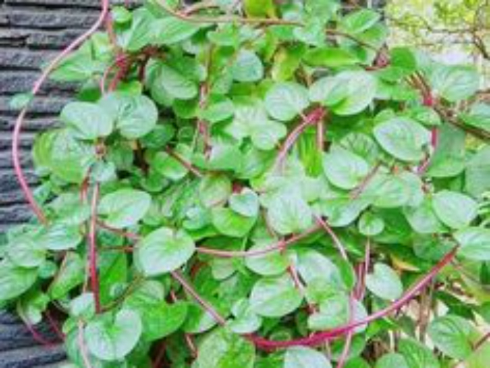 Daun binahong. Foto: Pinterest