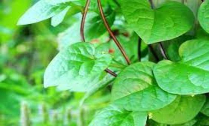 Daun binahong. Foto: Pinterest
