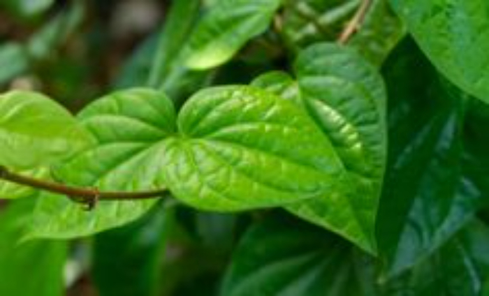 Daun sirih. Foto: Pinterest