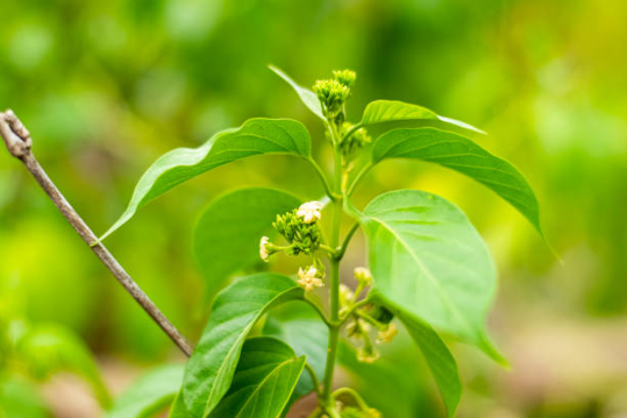 Daun gurmar. Foto: iStock