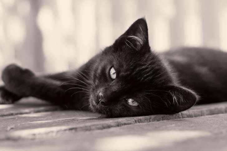 Kucing Hitam (pinterest)