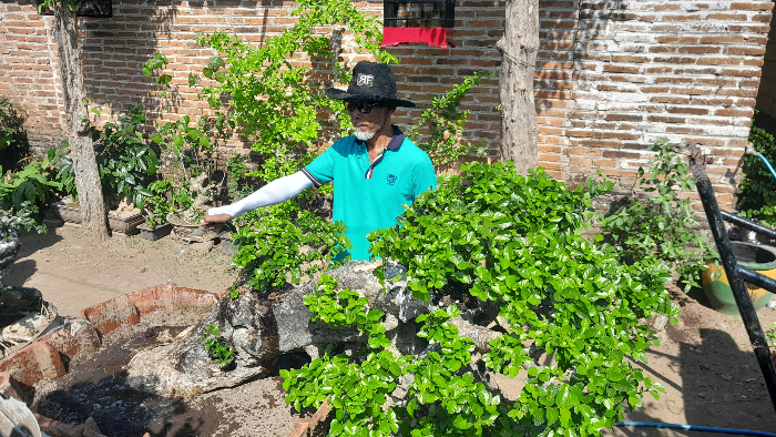 MERAWAT: Suyitno saat merawat salah satu bonsai di antara sekian banyak koleksi bonsainya. (ASSYFAH FEBRIANA DAN HAMIM MUBAROK)
