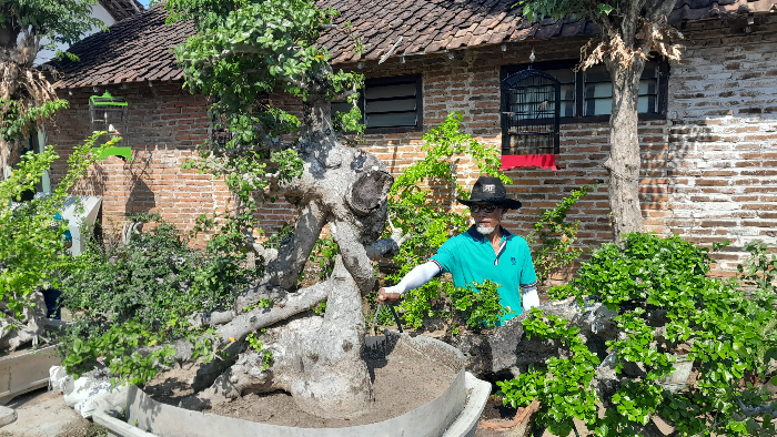 HIJAU: Butuh waktu hingga belasan tahun untuk membentuk bonsai yang dapat dianggap "jadi". (ASSYFAH FEBRIANA DAN HAMIM MUBAROK)