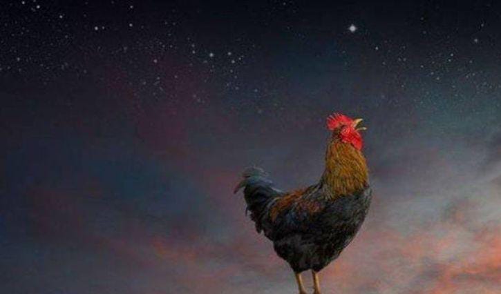 Ilustrasi Ayam Berkokok (Pinterest)