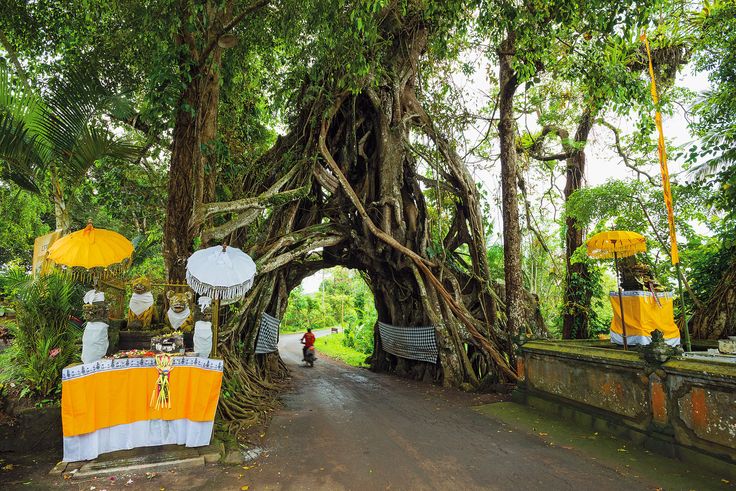 Pohon Bunut Bolong (pinterest)