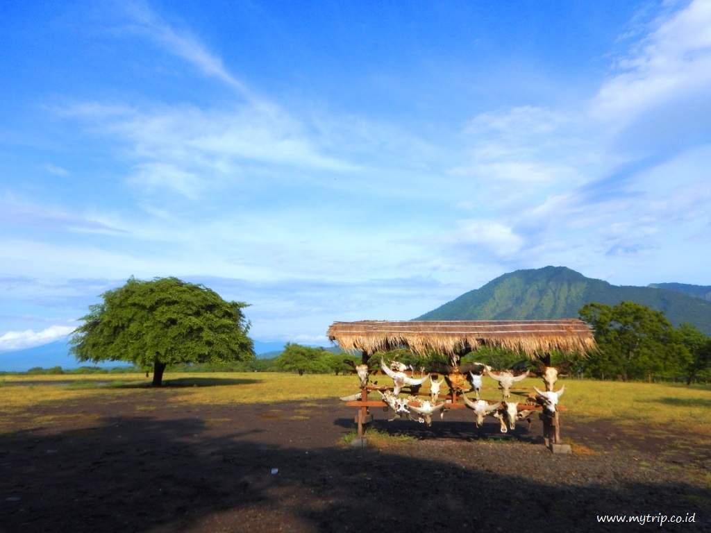 Taman Nasional Baluran yang sangat indah (mytrip.co.id)