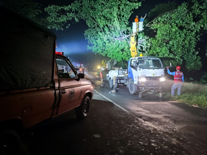 EVAKUASI: Petugas melakukan pemotongan pohon tumbang yang melintang di badan jalan. (BPBD JEMBER)