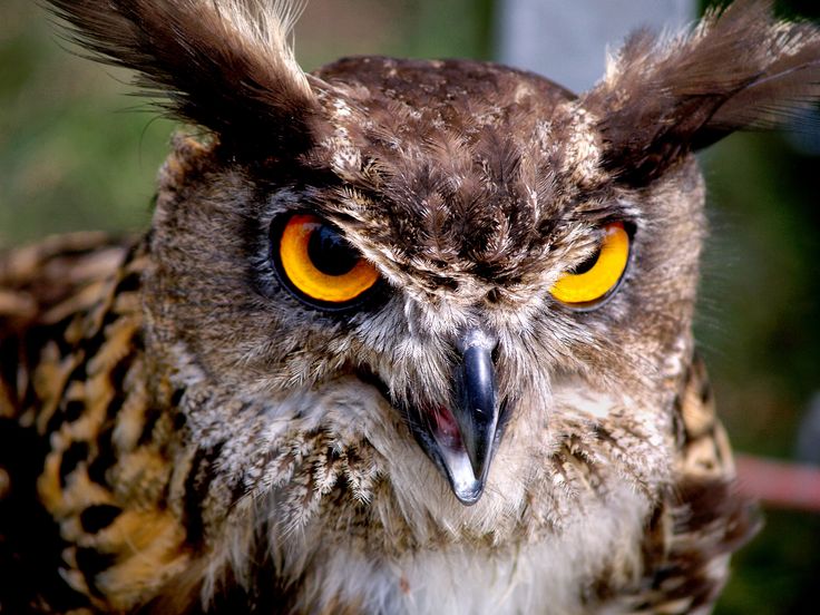 Burung Manguni (Pinterest)