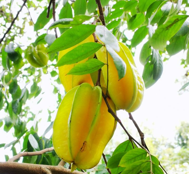 Buah belimbing (Pinterest)