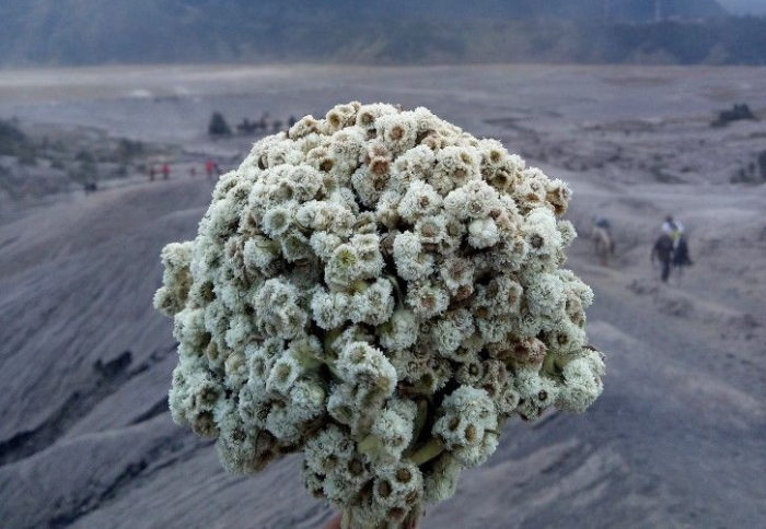 Bunga Edelweiss (Pinterest)