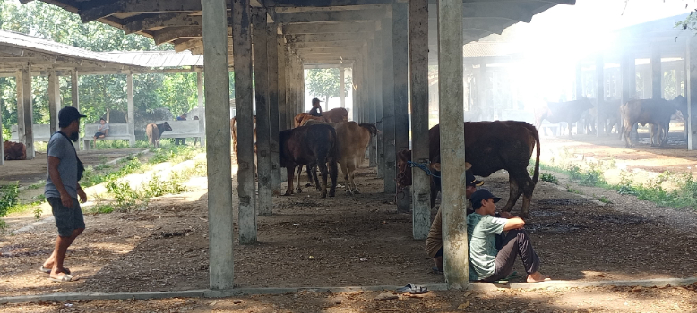MENANTI PEMBELI: Suasana pasar hewan Desa Rowotamtu, Kecamatan Rambipuji. Diketahui PMK kembali menyerang sapi di Ambulu dan Tempurejo. MAULANA/RADAR JEMBER