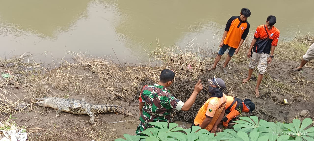 Buaya yang ditemukan mati di tepi sungai di Kecamatan Kencong, Kabupaten Jember, Jatim. (Foto/BPBD Jember)