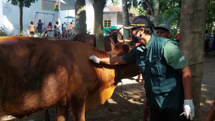 PENANGANAN: Petugas Puskeswan Balung memeriksa sapi untuk mencegah kasus PMK pada Juli 2024 lalu. (DOKUMENTASI RADAR JEMBER)