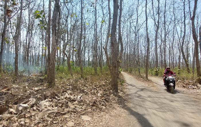 KAWASAN HUTAN: Lahan pohon jati milik Perhutani di Dusun Ungkalan, Desa Sabrang, Kecamatan Ambulu. (JUMAI/RADAR JEMBER)