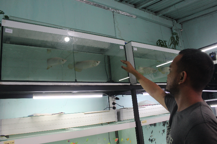 MERAWAT: Risky mengecek kondisi ikan predator peliharaannya, kini dia punya berbagai jenis ikan predator hias. FAQIH HUMAINI/RADAR IJEN