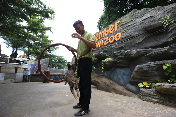 UNIK: Kucing domestik bernama Piuw di Jember Mini Zoo dapat melakukan berbagai trik dan atraksi. Karena aksinya itu Piuw menarik perhatian hingga viral di media sosial. YULIO FA/RADAR JEMBER