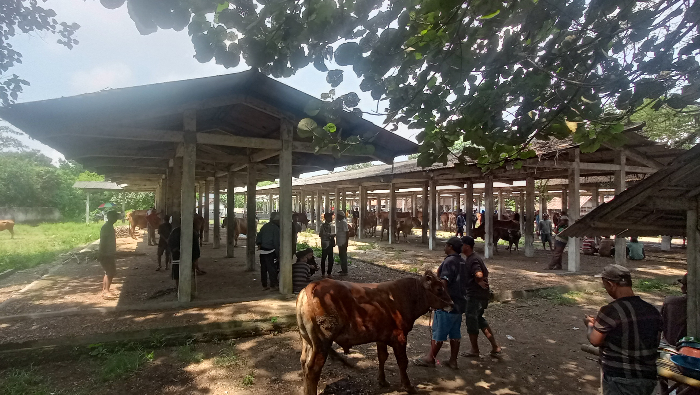 LENGAN: Aktivitas pedagang dan pembeli sapi di Pasar Hewan Rowotamtu, Rambipuji. MAULANA/RADAR JEMBER