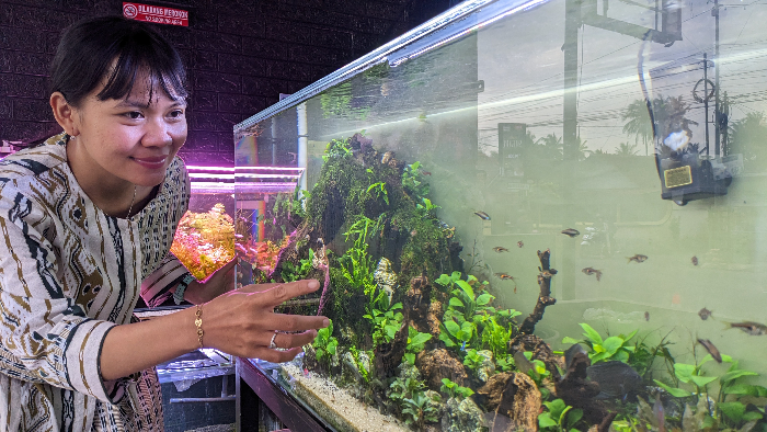 TELATEN: Aquascape membutuhkan ketelatenan untuk menyusun satu persatu orname di dalam akuarium yang besarnya terbatas.  (Hilmi Baskoro/ Radar Ijen)