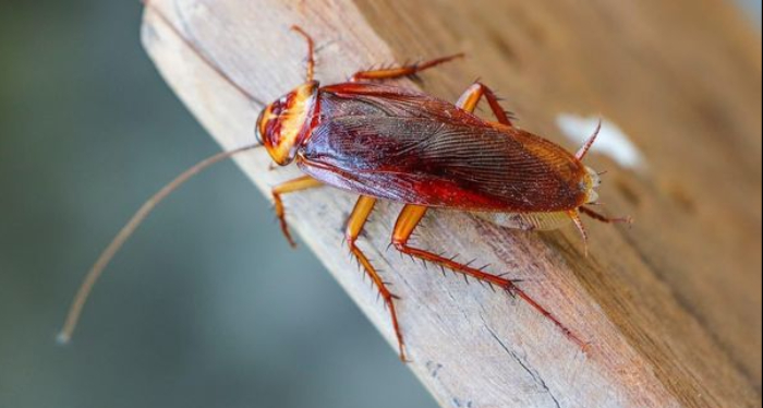 Kecoak (Pinterest/Dekoruma)