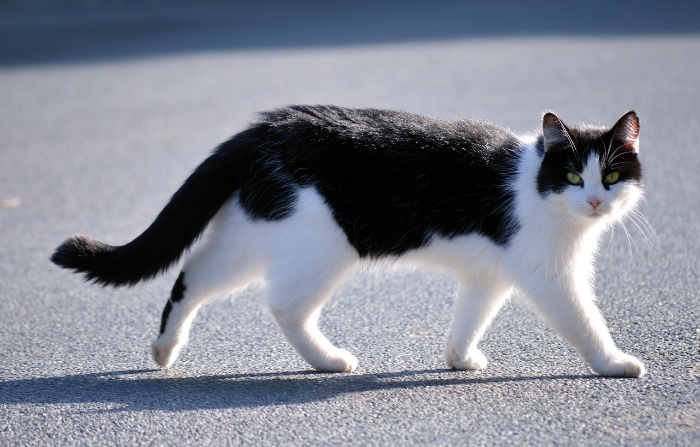 Ilustrasi kucing ditengah jalan (Pixabay)