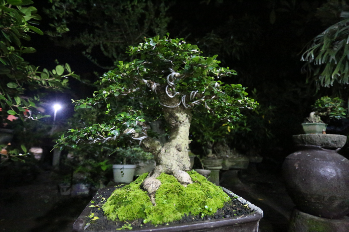 ENAK DIPANDANG: Tampilan kerdil yang membuat bonsai enak dipandang ataupun cocok dijadikan pajangan. Yulio Faruq/Radar Jember