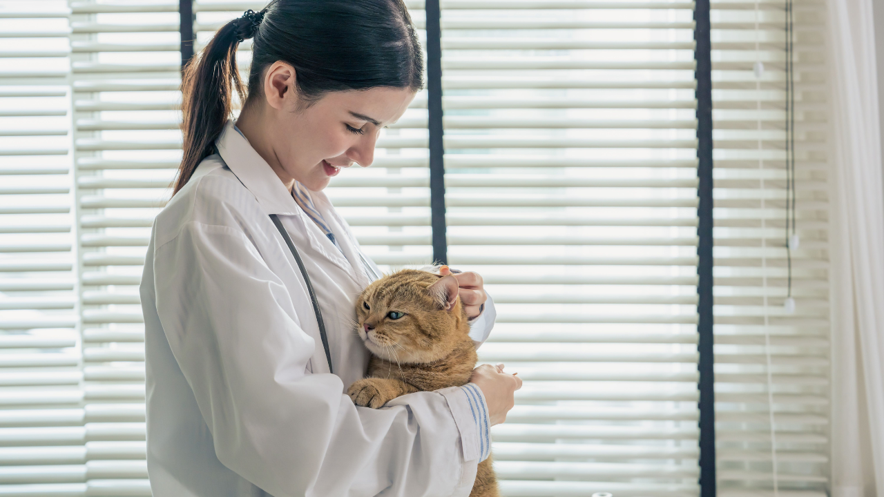 Ilustrasi Pet Care (Canva)