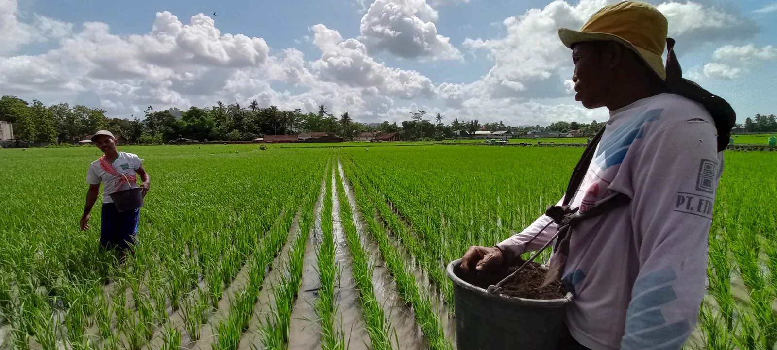 Lahan pertanian di Jember menjadi penopang ketahanan pangan (MAULANA/RADAR JEMBER)