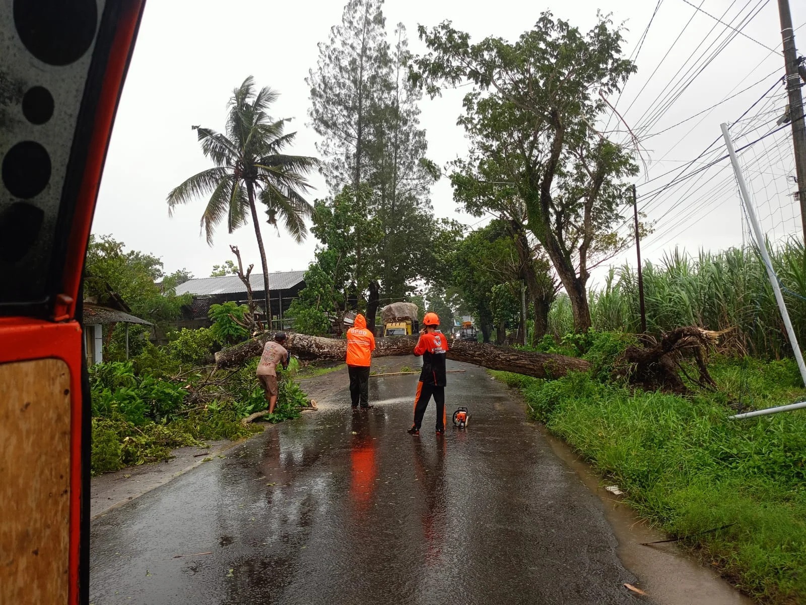 TUTUP JALAN: Pohon tumbang akibat hujan deras disertai angin kencang, Sabtu (22/3). BMKG menyatakan dalam sepekan ke depan potensi angin kencang disertai petir masih ada. (BPBD JEMBER)