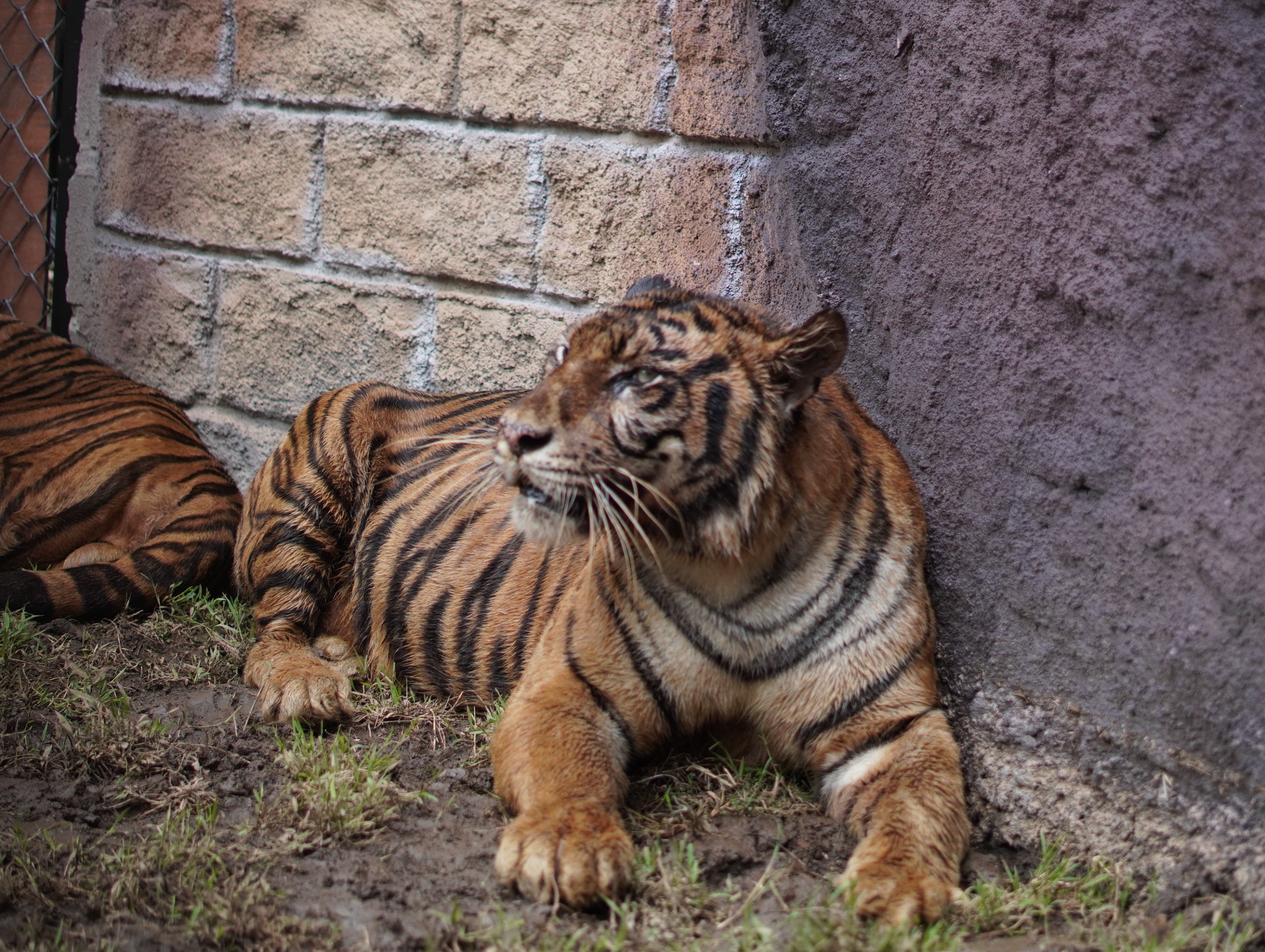 DOKUMENTASI JEMBER MINI ZOO  PREDATOR PUNCAK: Harimau Benggala, hewan di lindungi ini kini telah ada di Jember Mini Zoo.