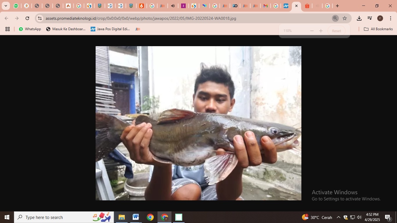 Warga menangkap ikan mabuk (Jawapos.com)