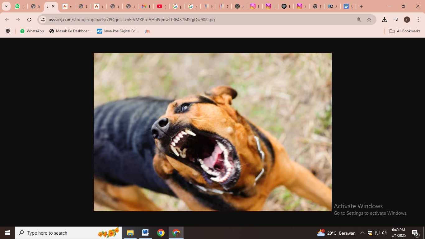 ilustrasi anjing (foto: istok)
