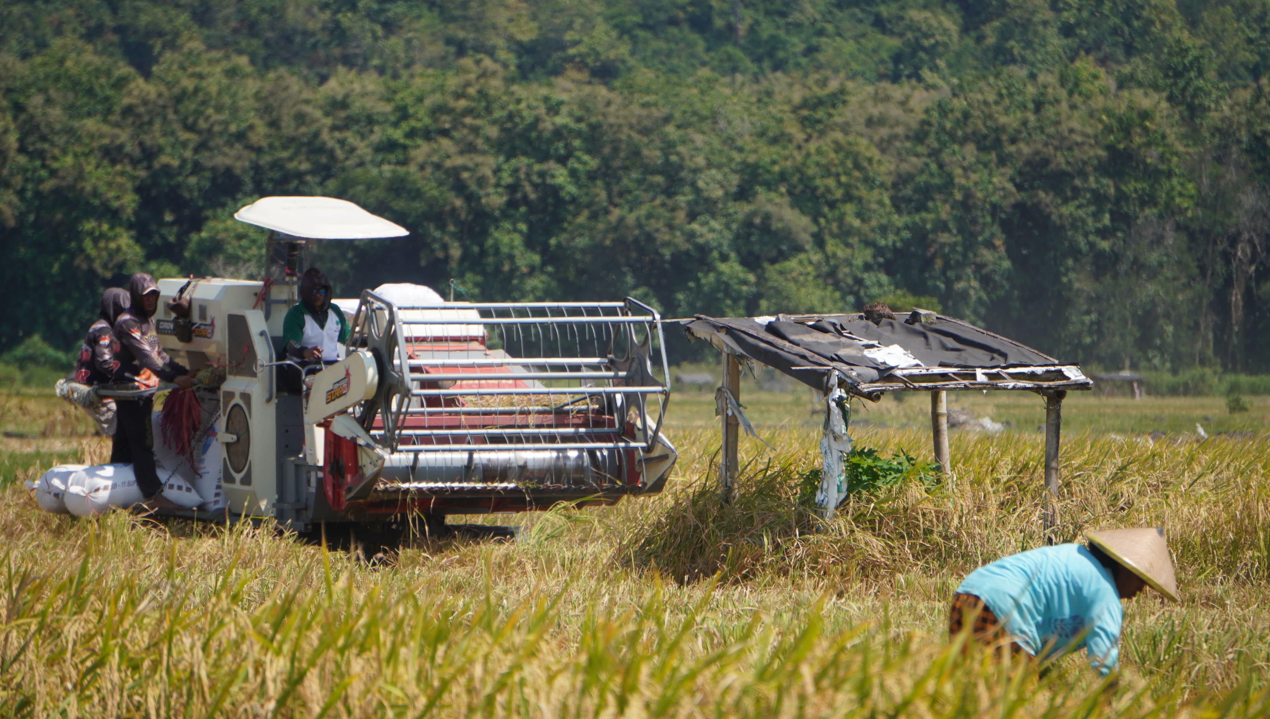 LEBIH CEPAT: Proses pemanenan padi di sawah milik Ahmad Taufiq menggunakan mesin combine harvester di Desa Sumberejo Kecamatan Ambulu, Kamis (1/5) lalu. (MEGA SILVIA/RADAR JEMBER)